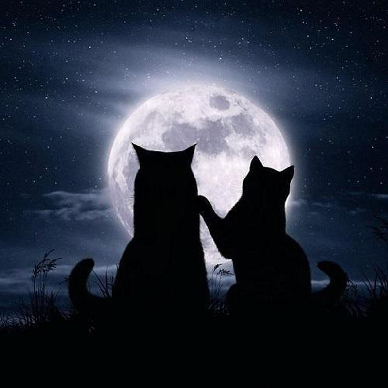 Katter i månljus Katter i månljus Diamantmålning | Eget foto diamantmålnings | Diamond painting | Fyndiq | Sverige