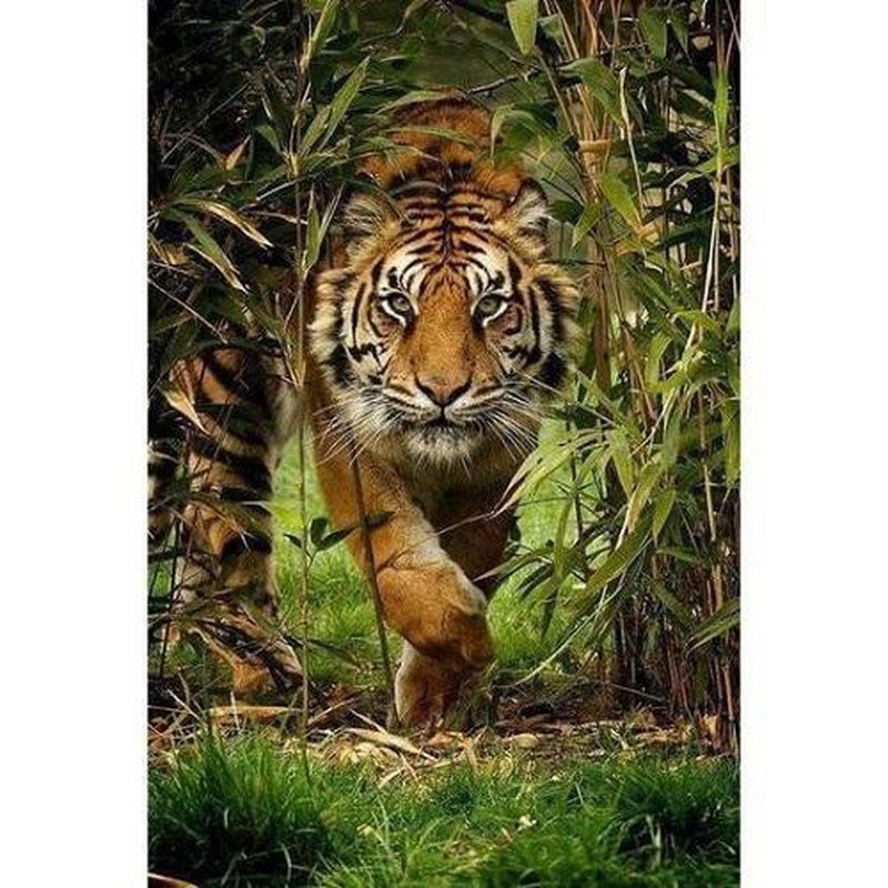 Tiger i djungeln Tiger i djungeln Diamantmålning | Eget foto diamantmålnings | Diamond painting | Fyndiq | Sverige