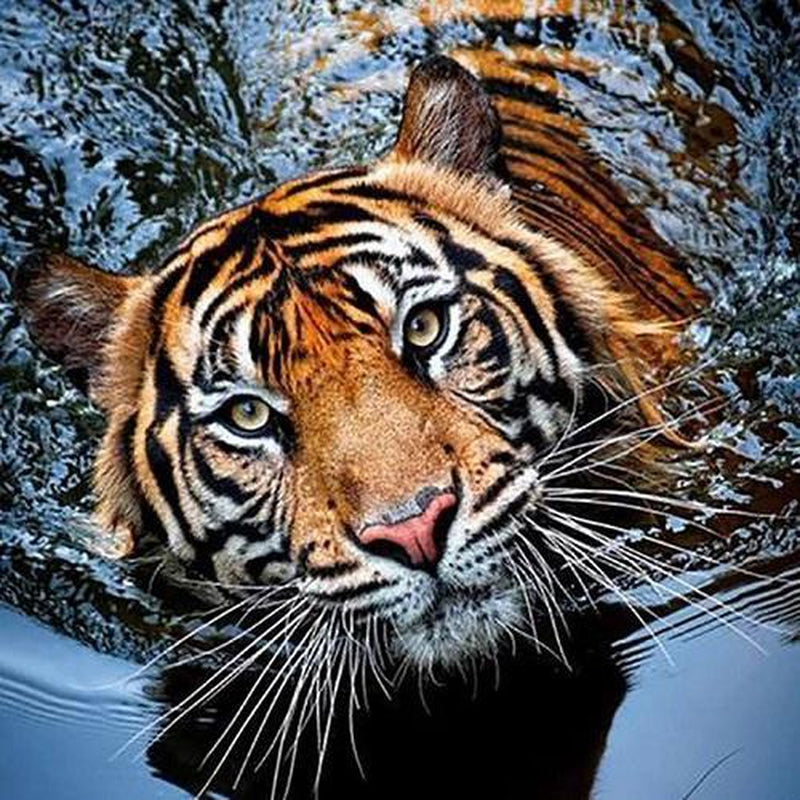 Tiger i vatten Tiger i vatten Diamantmålning | Eget foto diamantmålnings | Diamond painting | Fyndiq | Sverige
