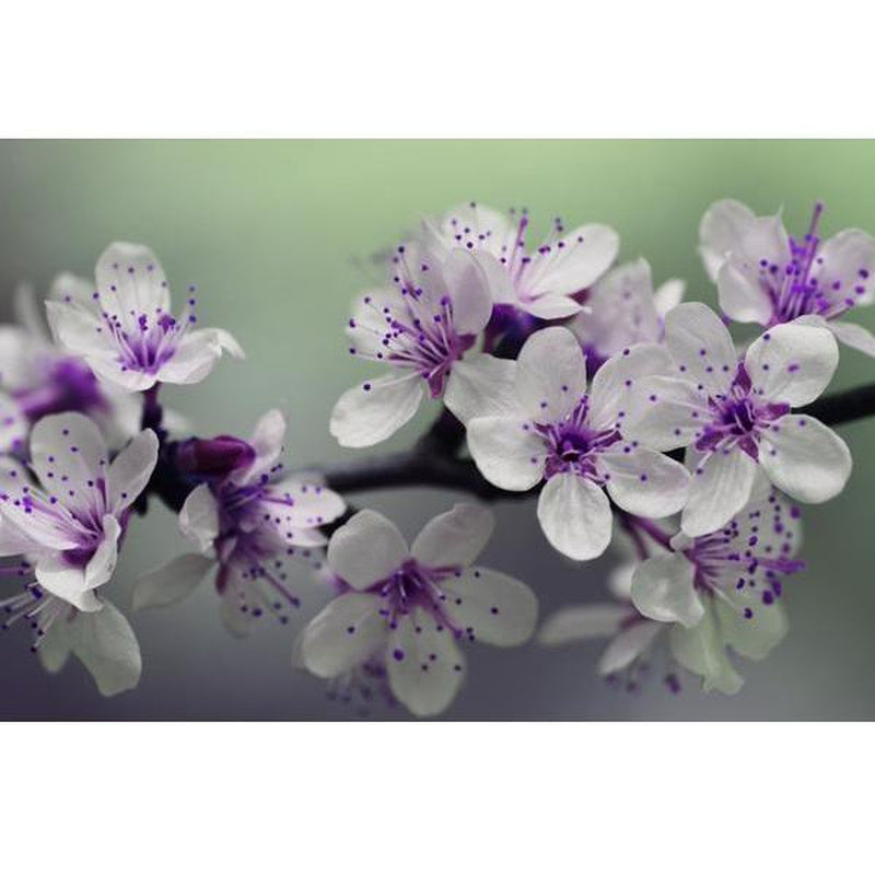 Vit/lila blommor Vit/lila blommor Diamantmålning | Eget foto diamantmålnings | Diamond painting | Fyndiq | Sverige